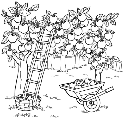 Apple picking, a black and white coloring page